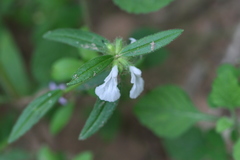 Leucas stricta